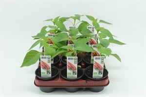 Bild von Spaanse Peper